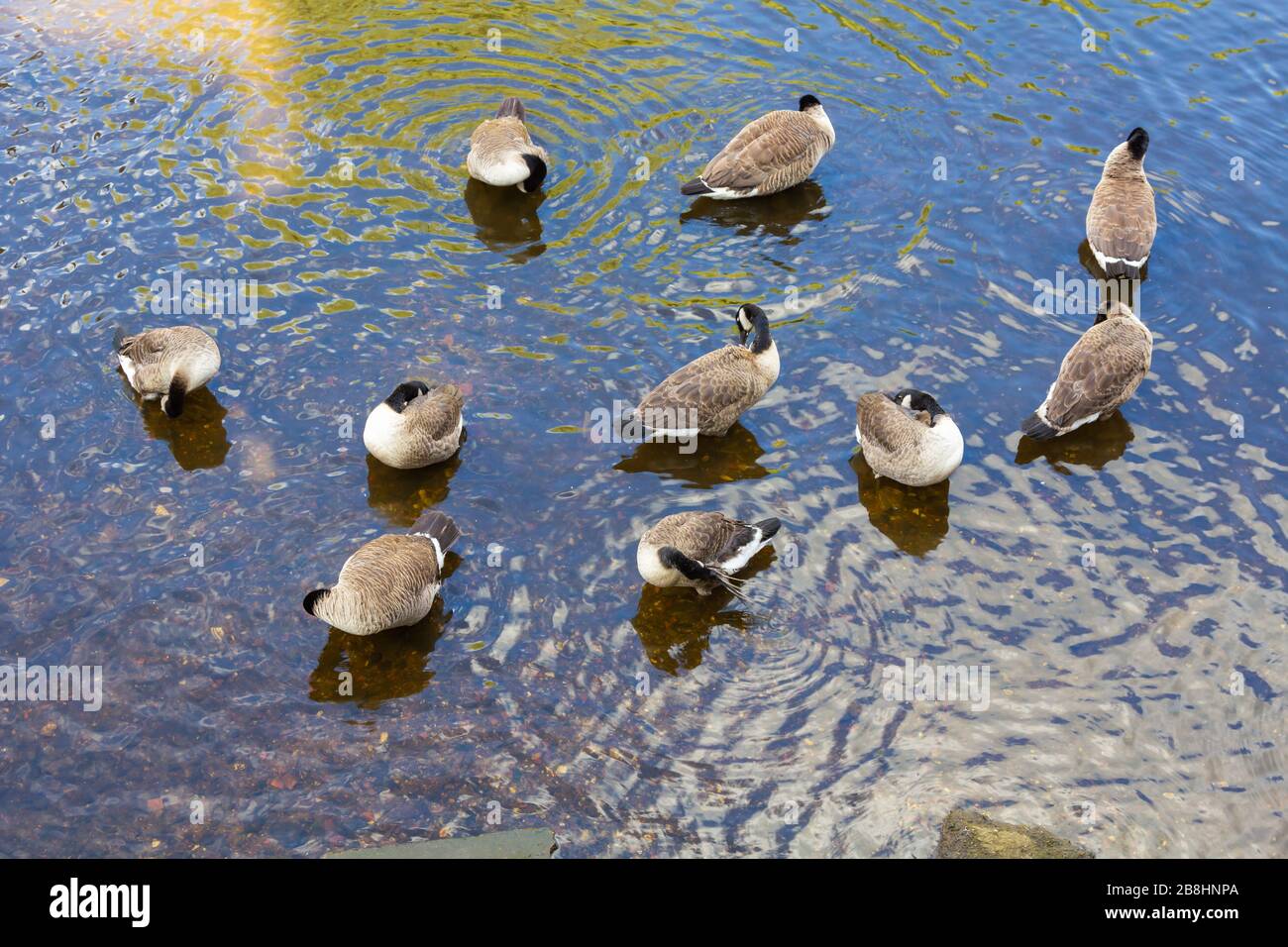 Ducks in preening, big cleaning. Lüneburg, Northern Germany. Enten beim putzen, großes Saubermachen. Lüneburg, Norddeutschland Stock Photo