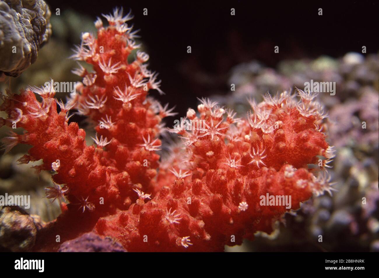 Red finger soft coral, Alcyonum sp. Stock Photo