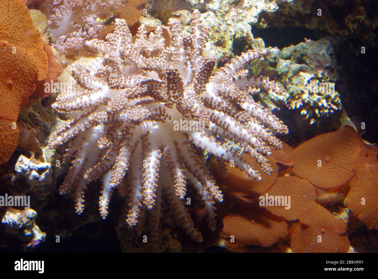 Kenya tree coral, Capnella sp. Stock Photo