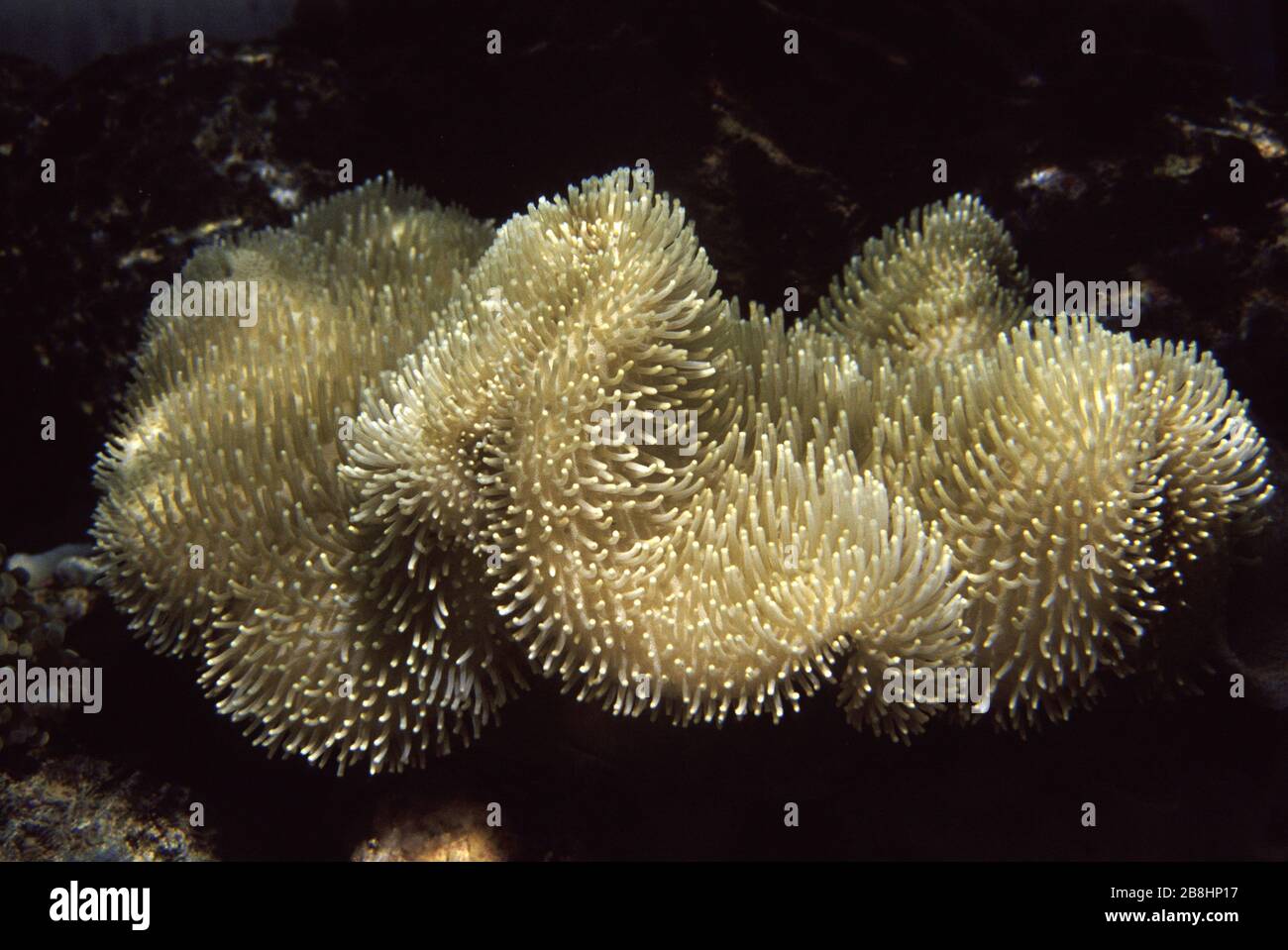 Mushroom leather coral, Sarcophyton sp. Stock Photo
