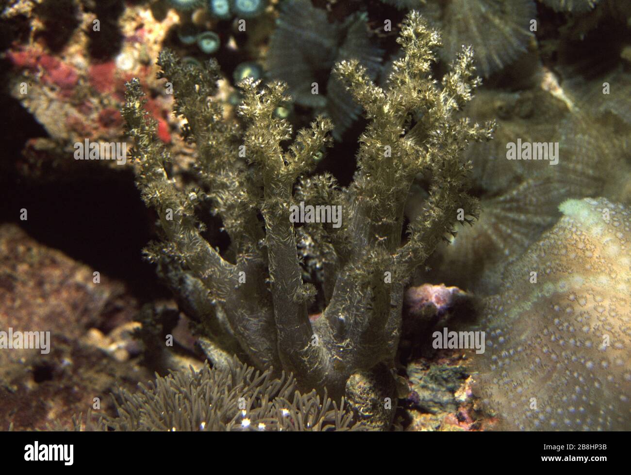 Cauliflower soft coral, Lemnalia sp. Stock Photo