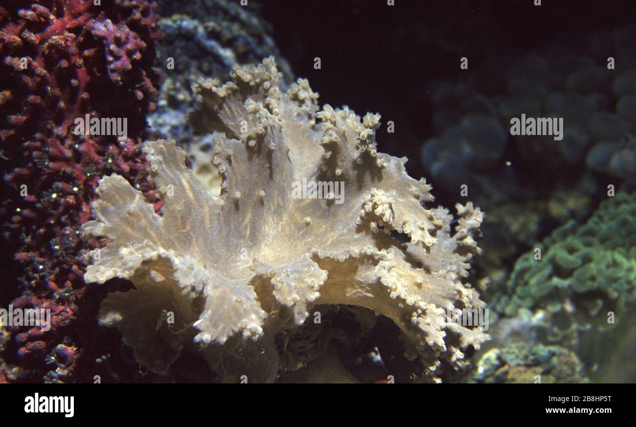Cabbage leather coral, Sinularia dura Stock Photo