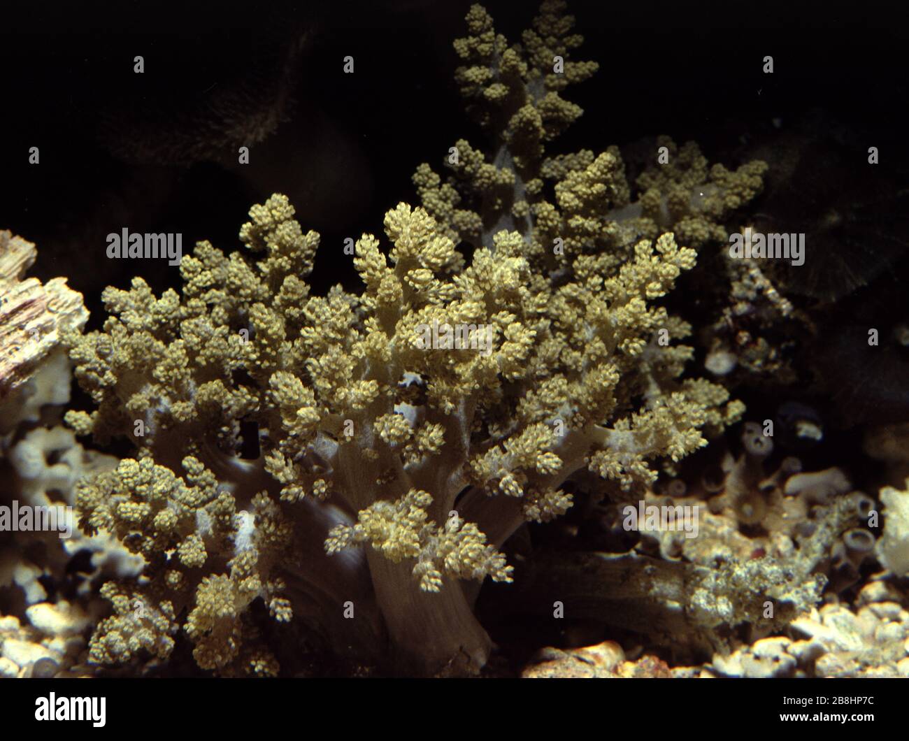 Tree or Cauliflower Coral, Lemnalia sp. Stock Photo