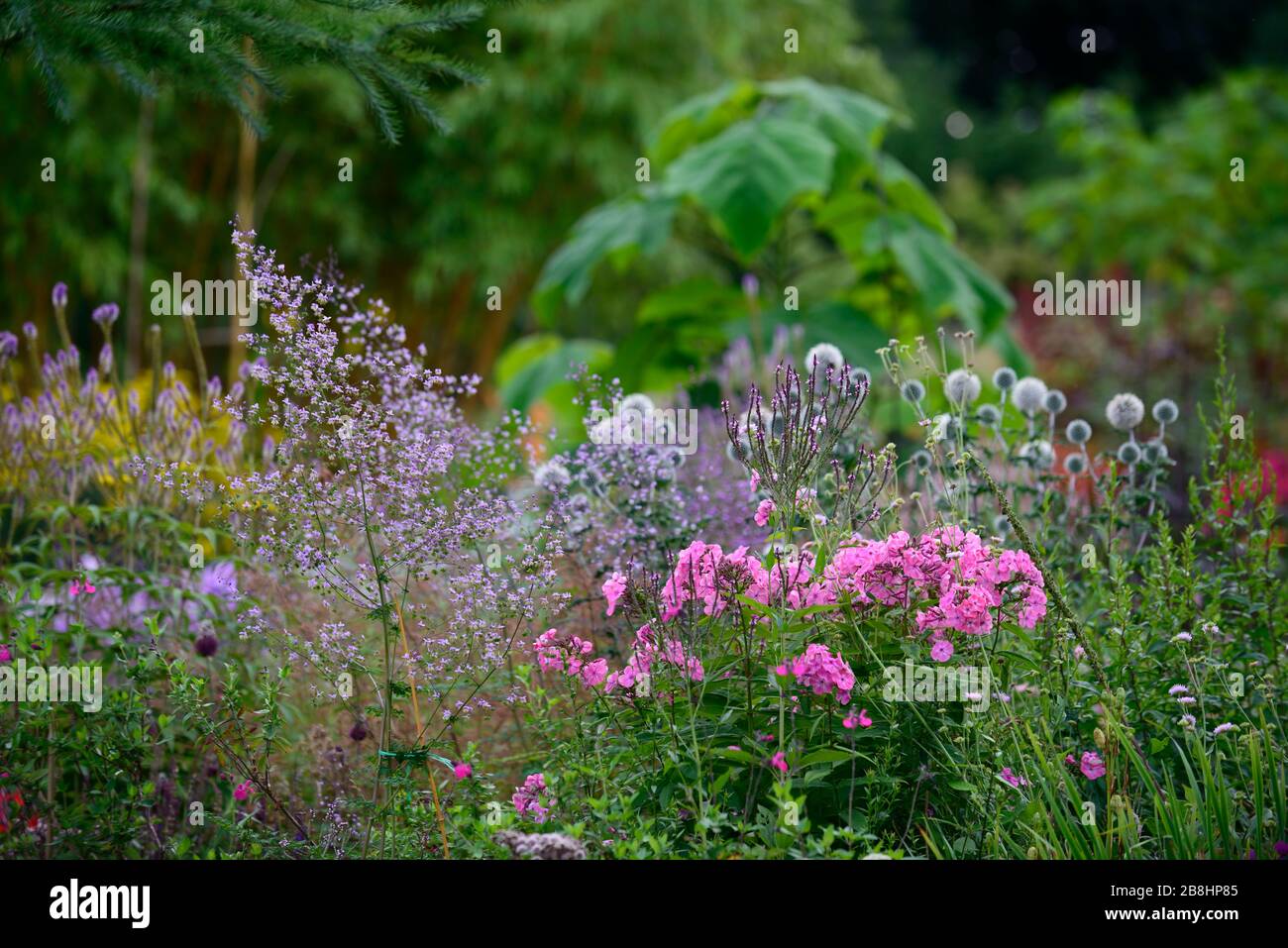 Pink and white verbena hi-res stock photography and images - Alamy