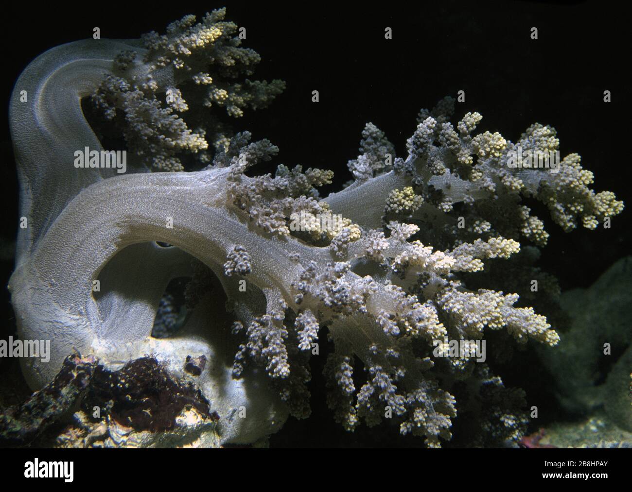 Broccoli soft coral, Litophyton sp. Stock Photo
