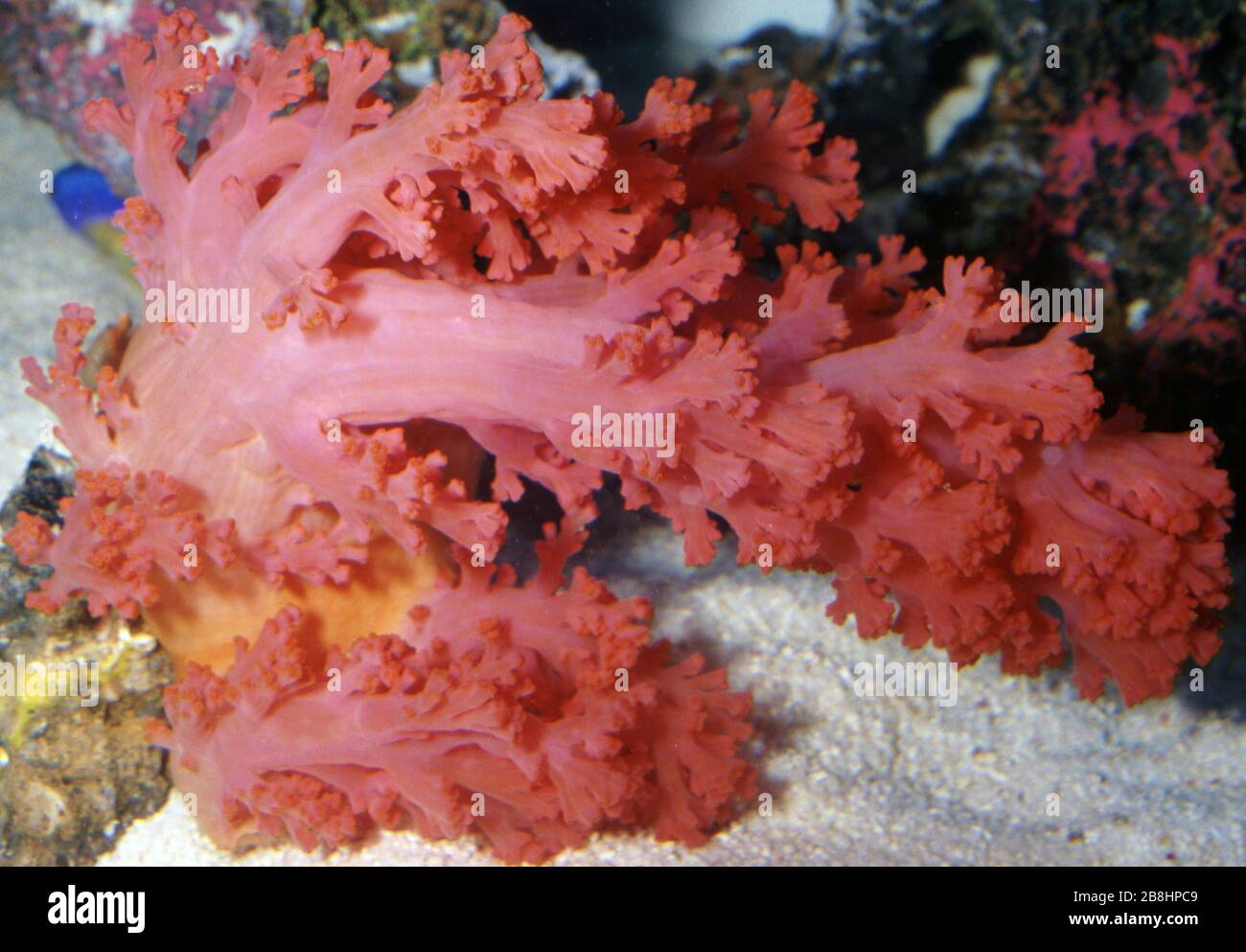Flower tree coral, Scleronephthya sp. Stock Photo