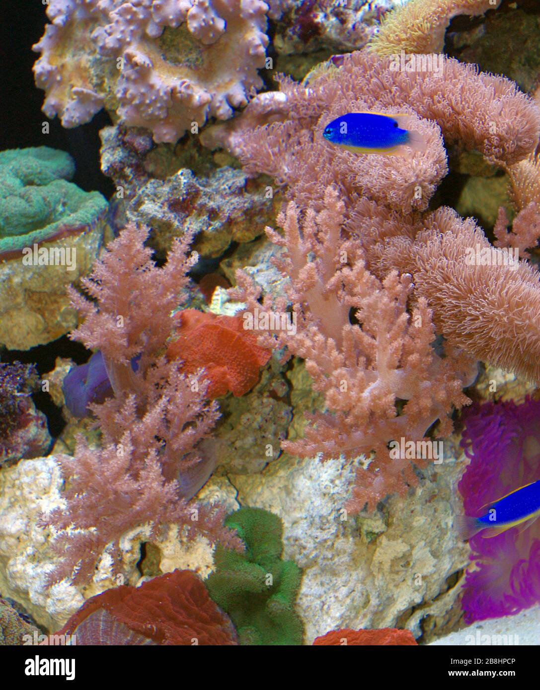 Soft corals, Octocorallia (Litophyton, Sinularia, Sarcophyton) Stock Photo