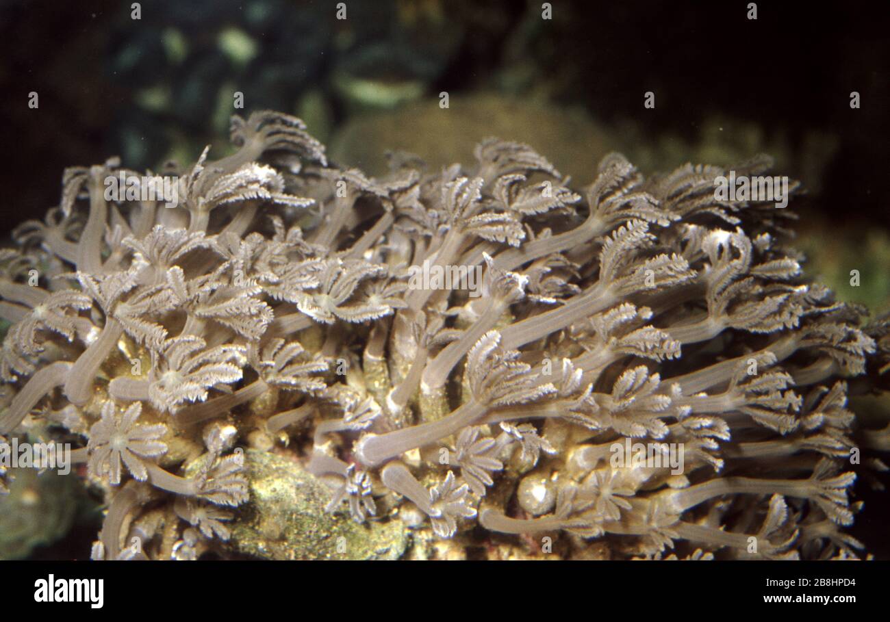 Waving hand coral, Anthelia sp. Stock Photo