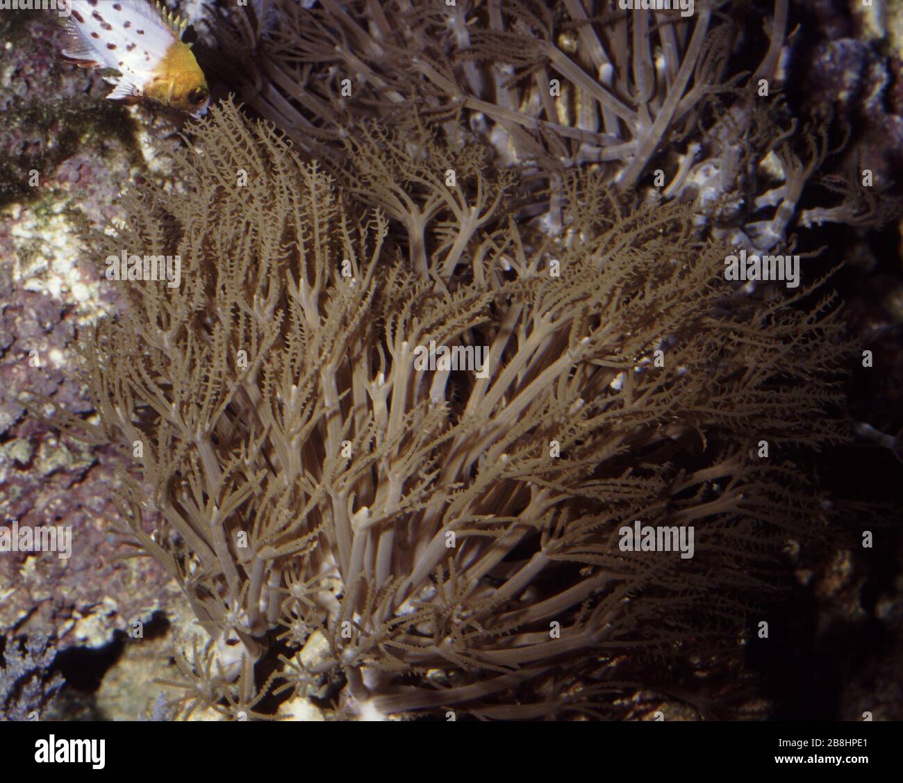 Waving hand coral, Anthelia sp. Stock Photo