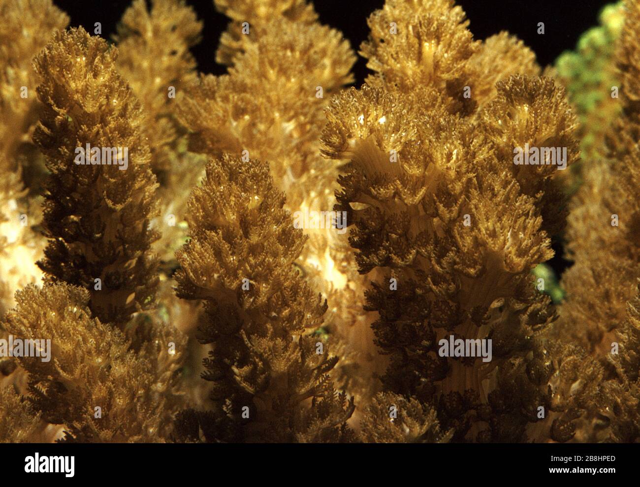 Hairy leather coral, Paralemnalia sp. Stock Photo