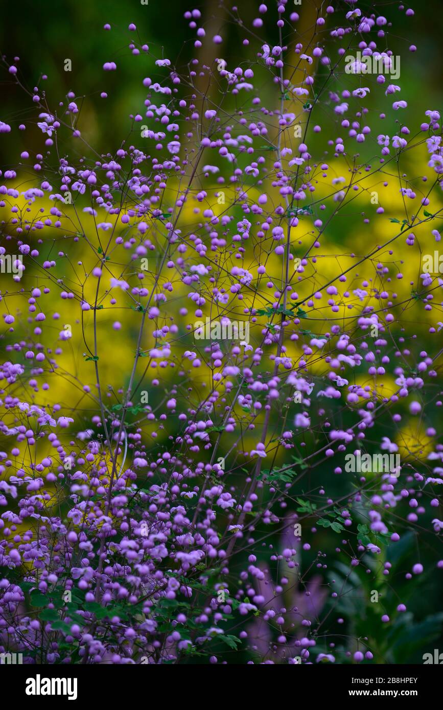 Thalictrum delavayi, meadow rue, purple, lilac, flower, flowerbuds,unopened,nearly open,flowers, flowering, perennial, RM Floral Stock Photo