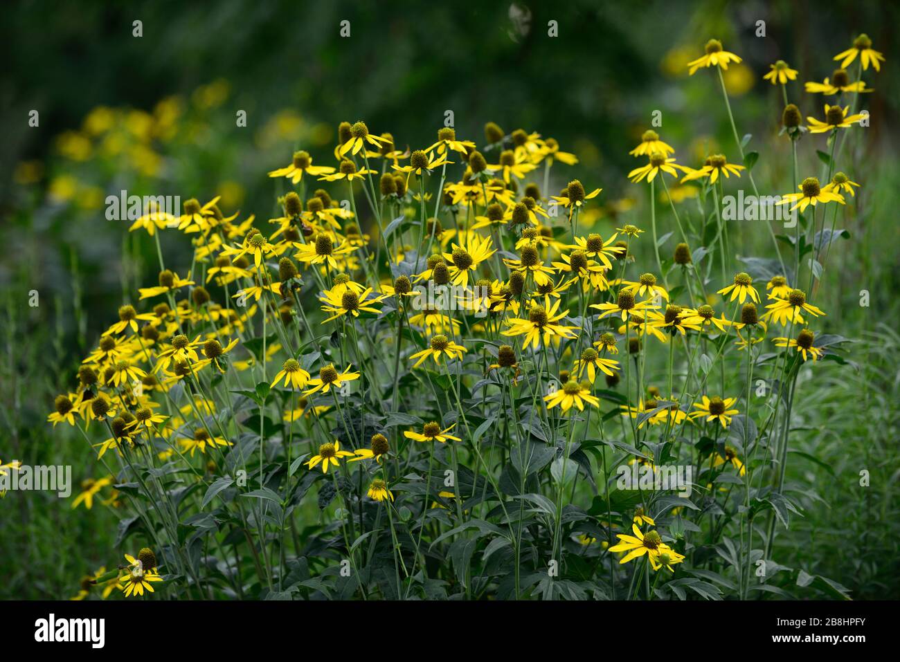 Rudbeckia Laciniata Herbstsonne Cutleaf Coneflower Yellow Flower With Green Central Cone Rudbeckias Garden Perennial Perennials Rm Floral Stock Photo Alamy,Behr Paint Colors Chart