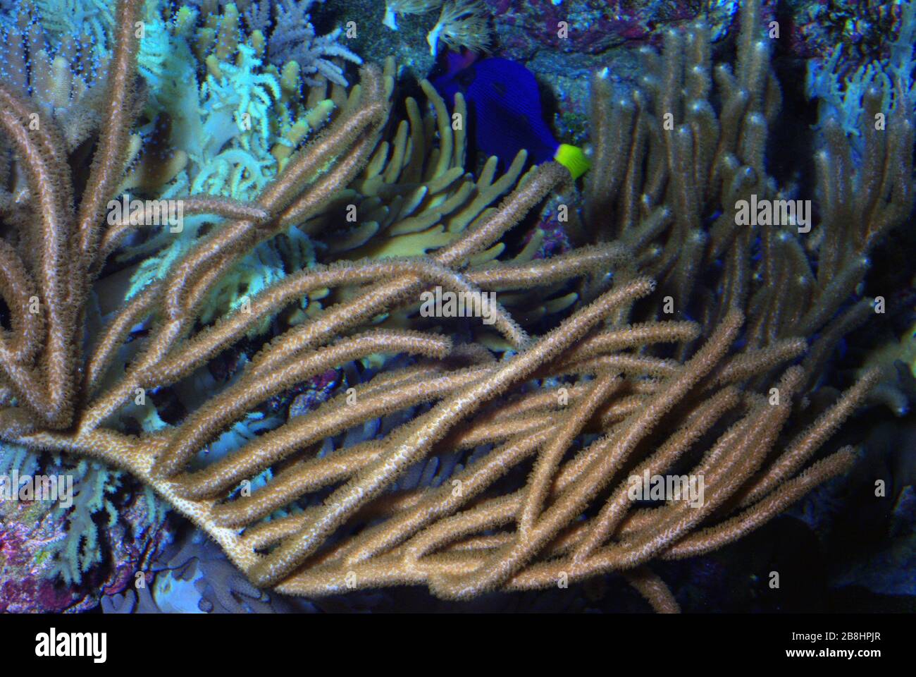 Spaghetti finger or Flexible leather coral, Sinularia flexibilis Stock Photo