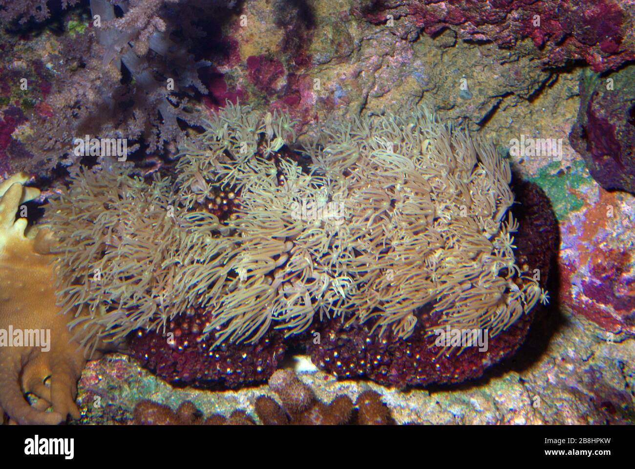 Pulse or Pumping coral, Xenia sp. Stock Photo