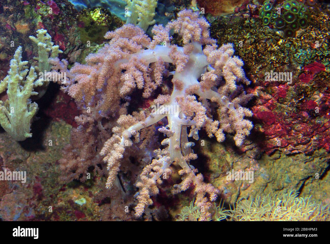 Cauliflower soft coral, Lemnalia sp. Stock Photo
