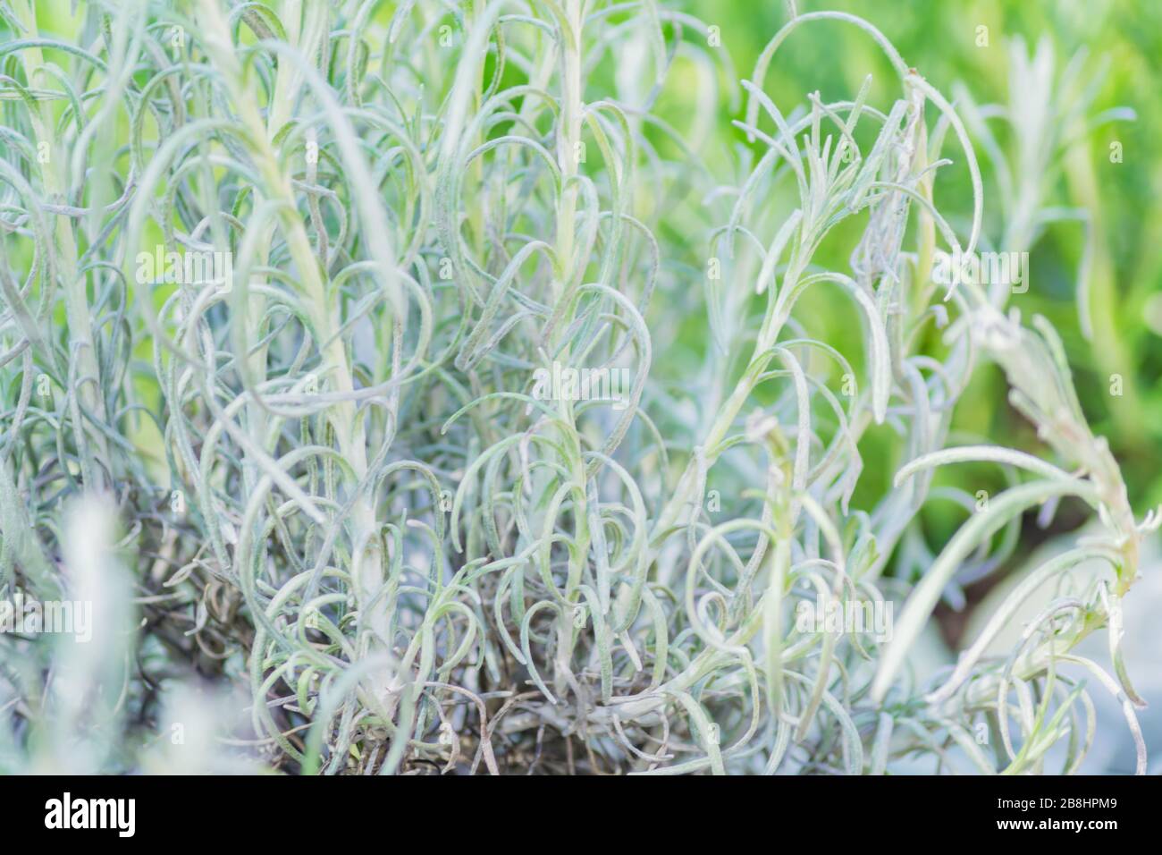 Curry Herb Plant - Helichrysum angustifolium Stock Photo
