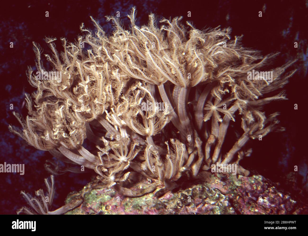 Pulse or Pumping coral, Xenia sp. Stock Photo