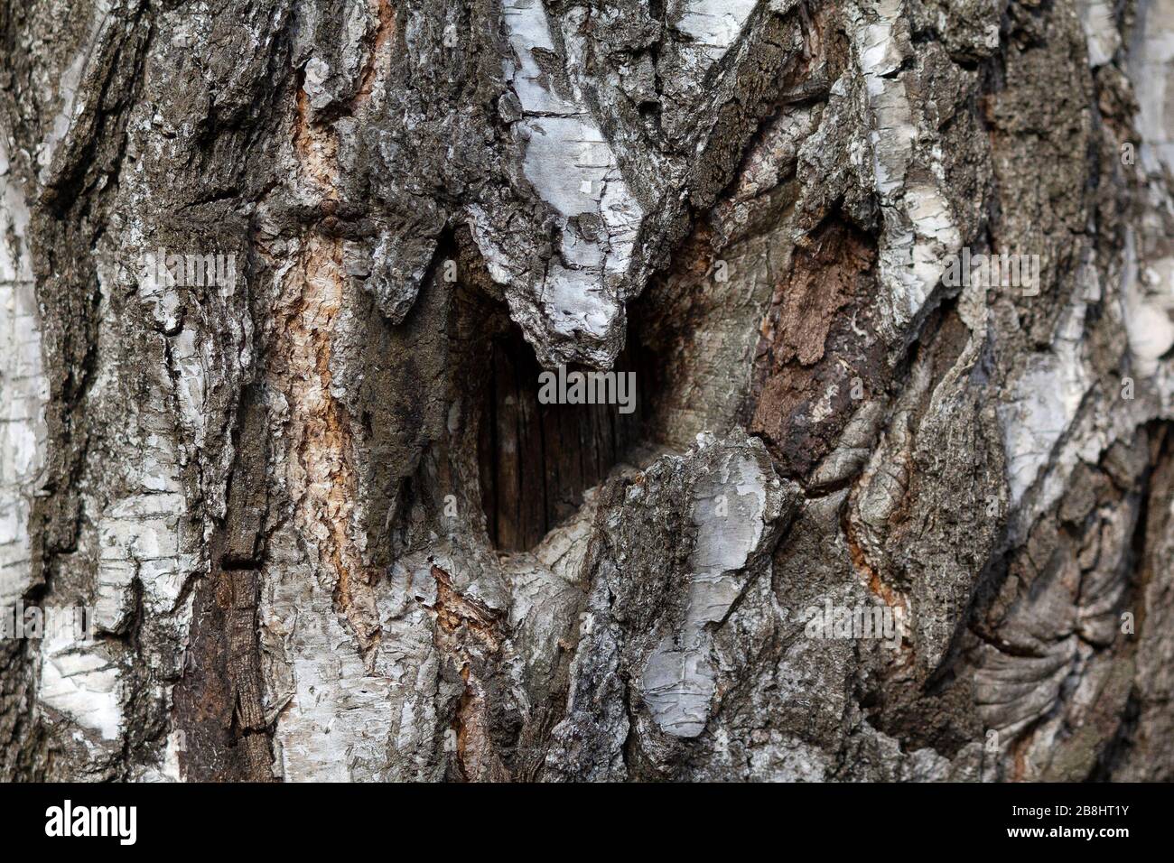 Hollow in the trunk of a pine tree. Backgrounds and textures Stock Photo