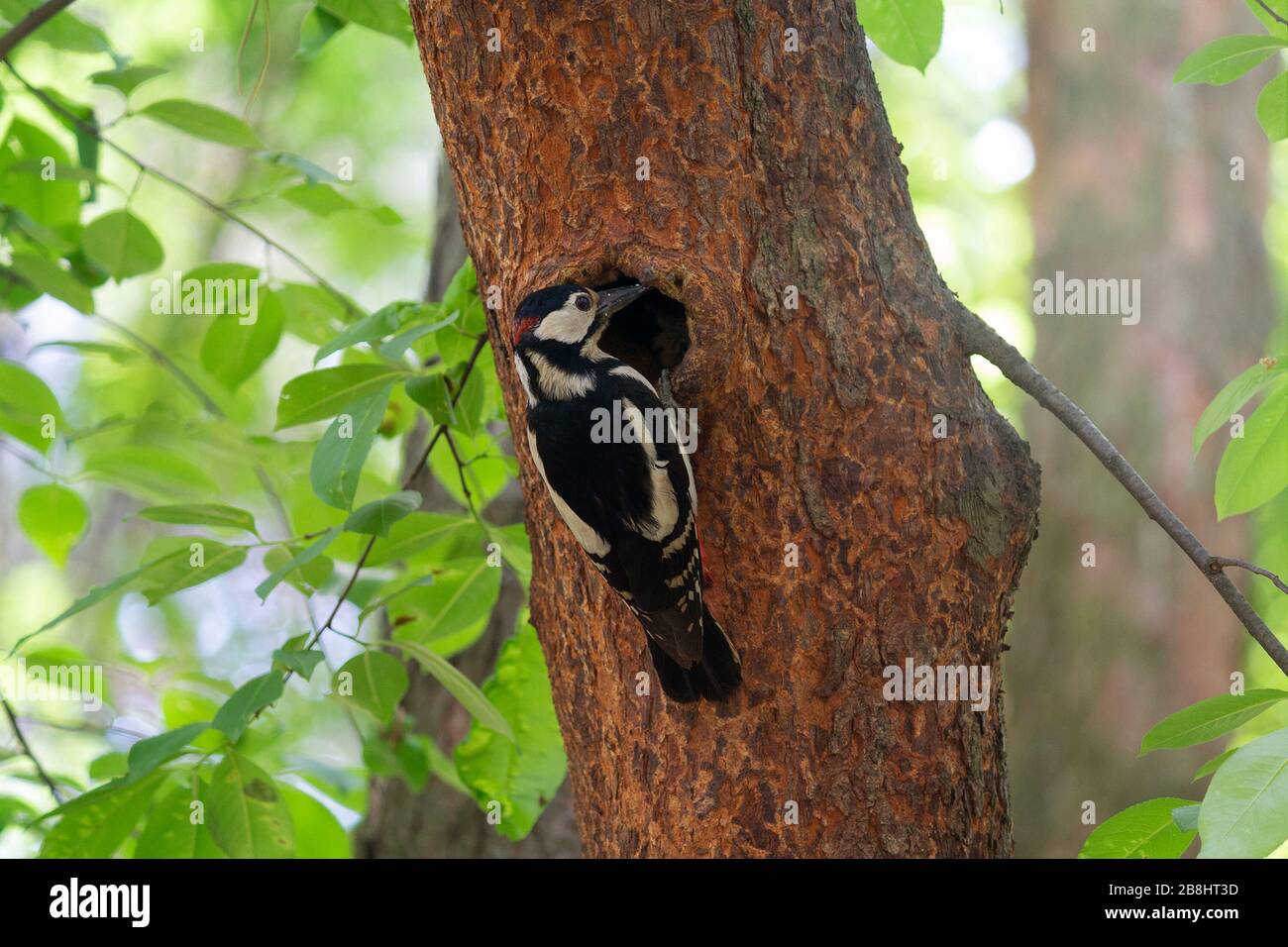 Woodpecker perching beside its hole nest on the tree home. Birds Stock Photo