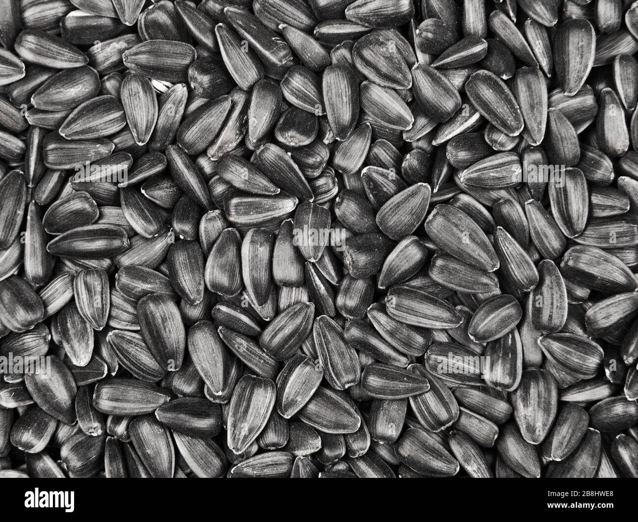Sunflower seeds background Stock Photo Alamy