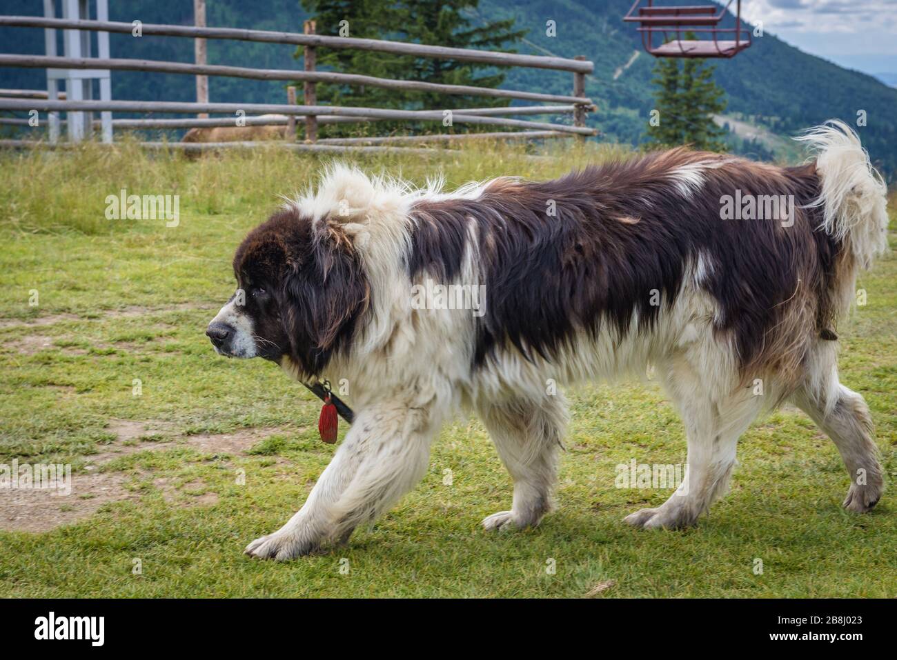 St bernard dog in car hi-res stock photography and images - Alamy