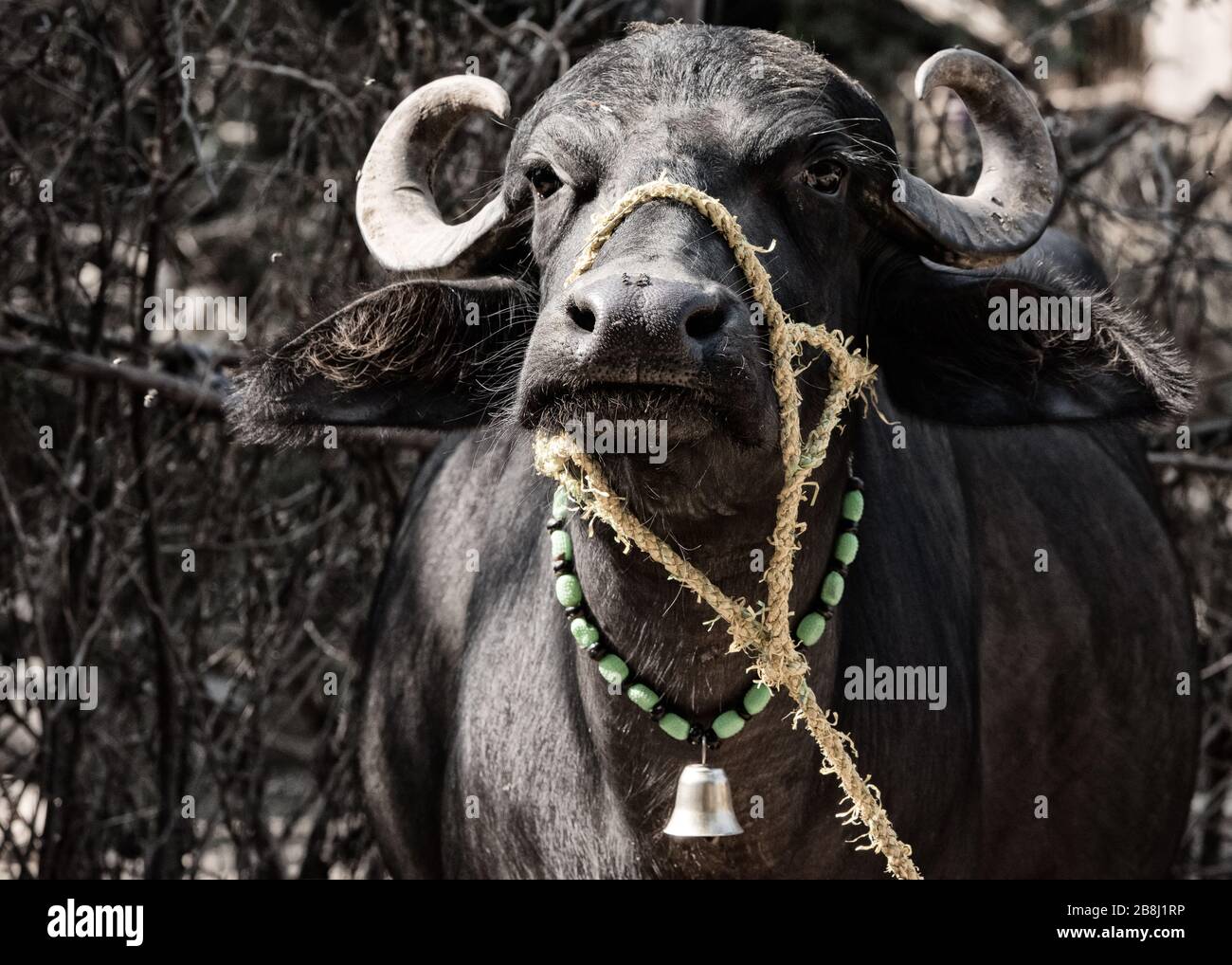 Water buffalo, Rajasthan, India Stock Photo