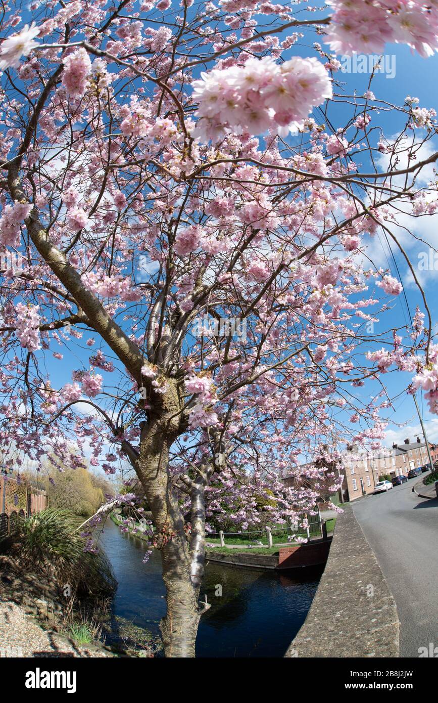 Spring Blossom UK Trees Pink Seasons New Growth Stock Photo