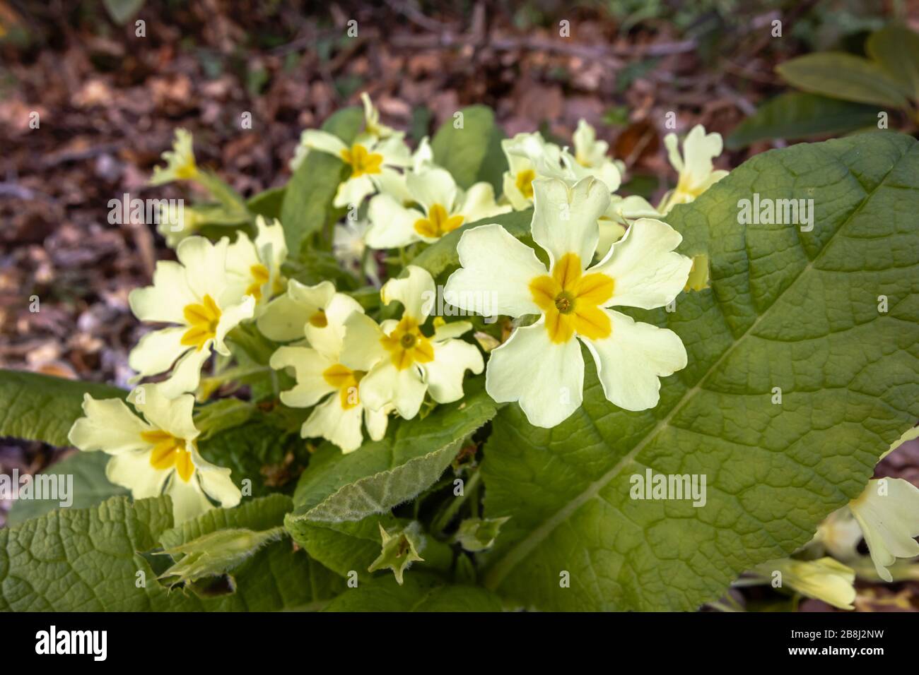 Close up view of the pale yellow flowers of the common primrose, Primula vulgaris, flowering in spring in Surrey, south-east England Stock Photo