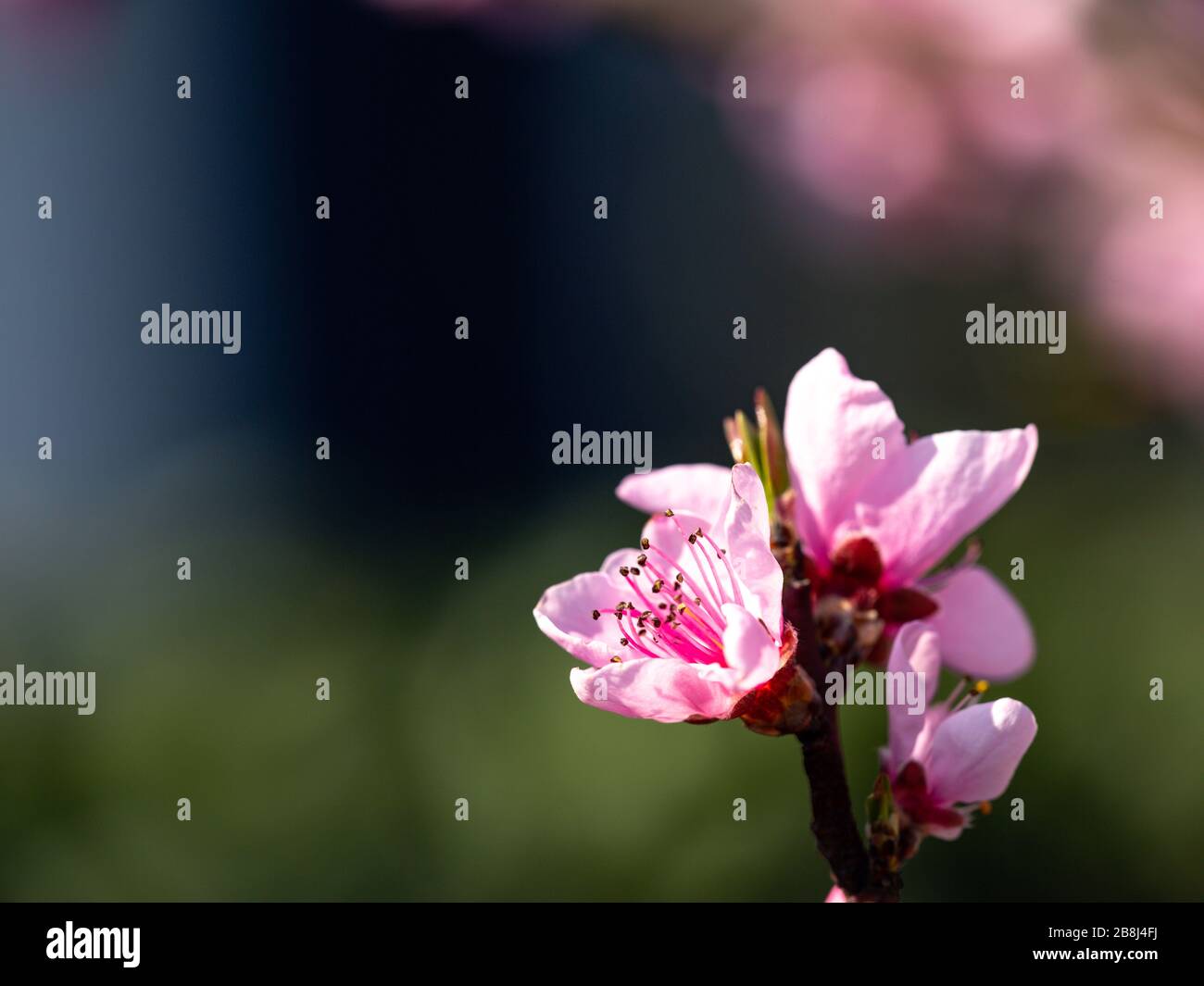 Peach blossoms tree hi-res stock photography and images - Alamy