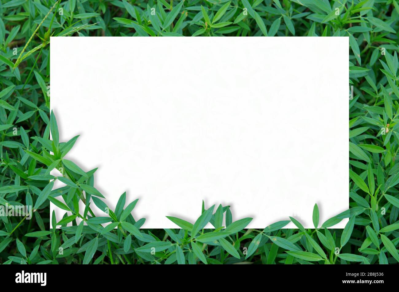 Download Paper Card Mockup On Green Leafs In Garden Background Stock Photo Alamy