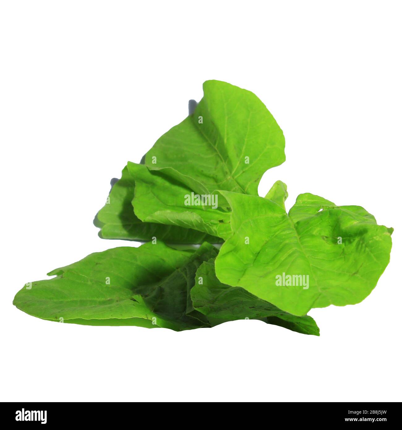 Spinach Isolated On White Background Stock Photo - Alamy