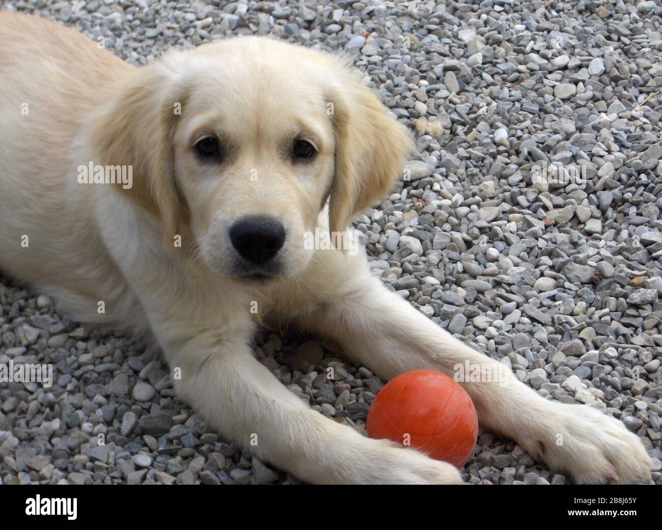 Cane Golden Retriever High Resolution Stock Photography And Images Alamy