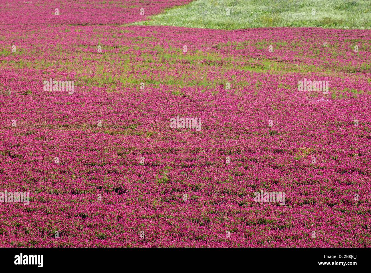 Spring field of sulla flowers in rural area of Province of Trapani on Sicily Island in Italy Stock Photo