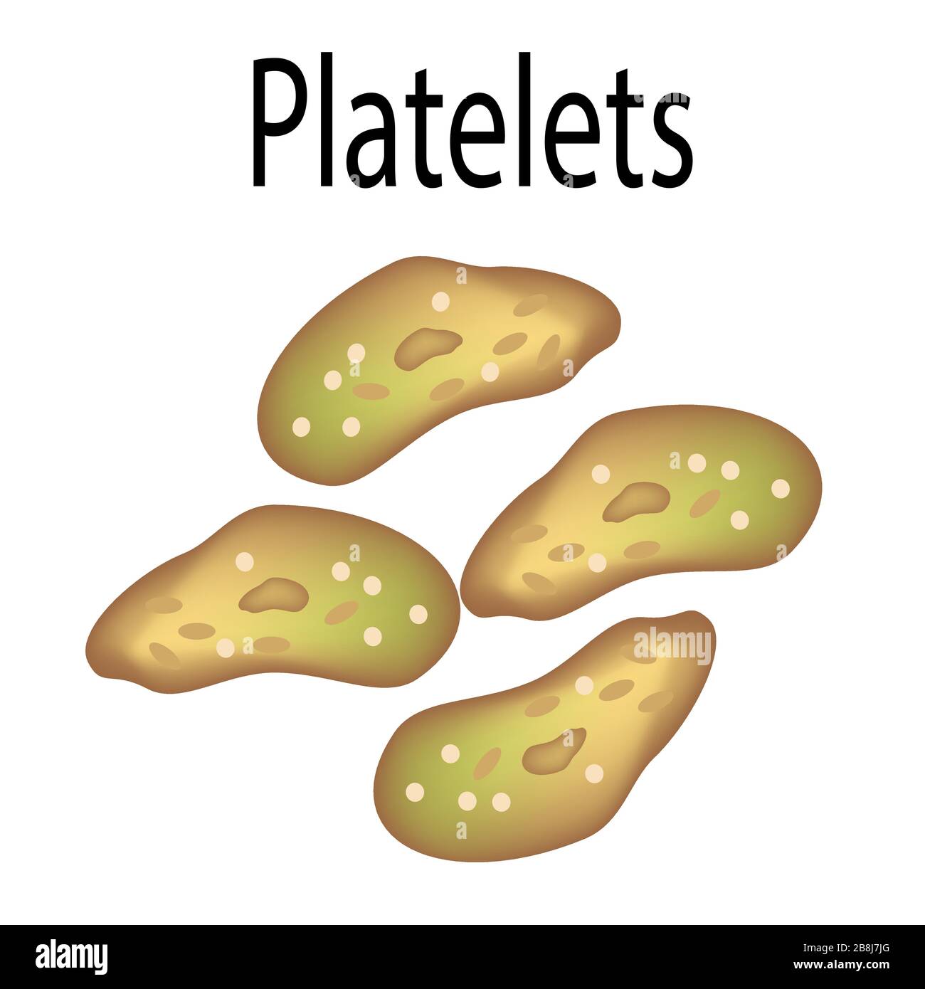 The structure of platelets. Platelets are a blood cell. Infographics. Vector illustration on isolated background. Stock Vector