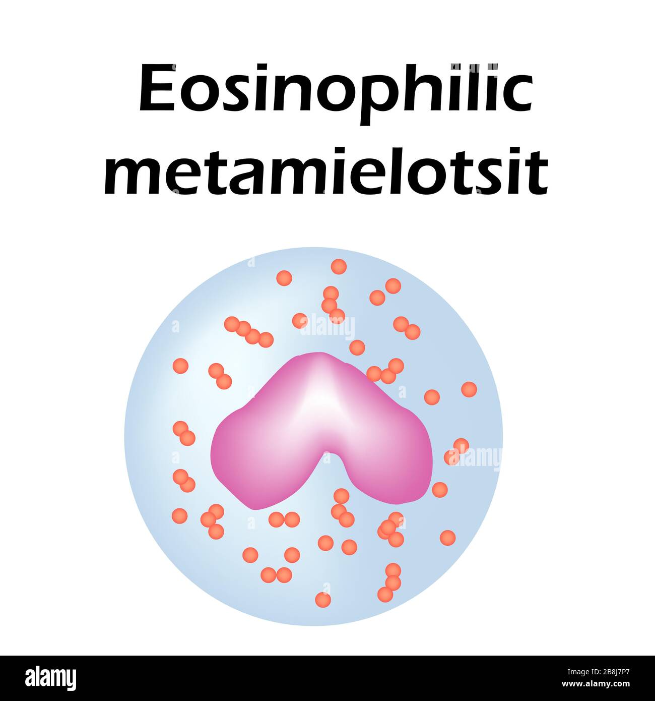 Eosinophil structure. Eosinophil blood cells. White blood cells.  Metamyelocytes leukocytes. Infographics. Vector illustration on isolated  background Stock Vector Image & Art - Alamy