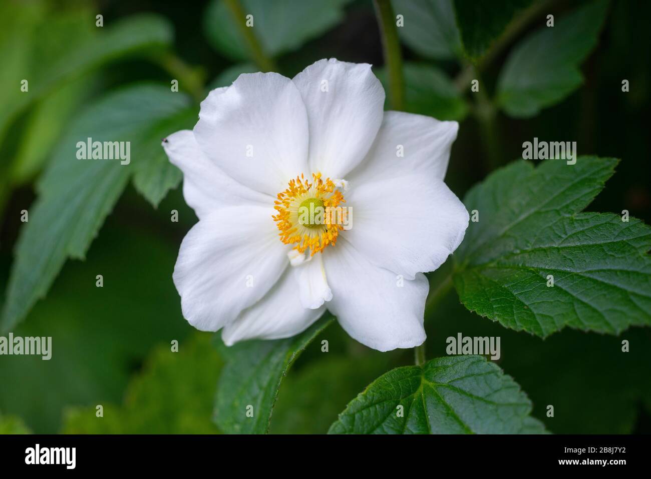 Renonculacees High Resolution Stock Photography And Images Alamy