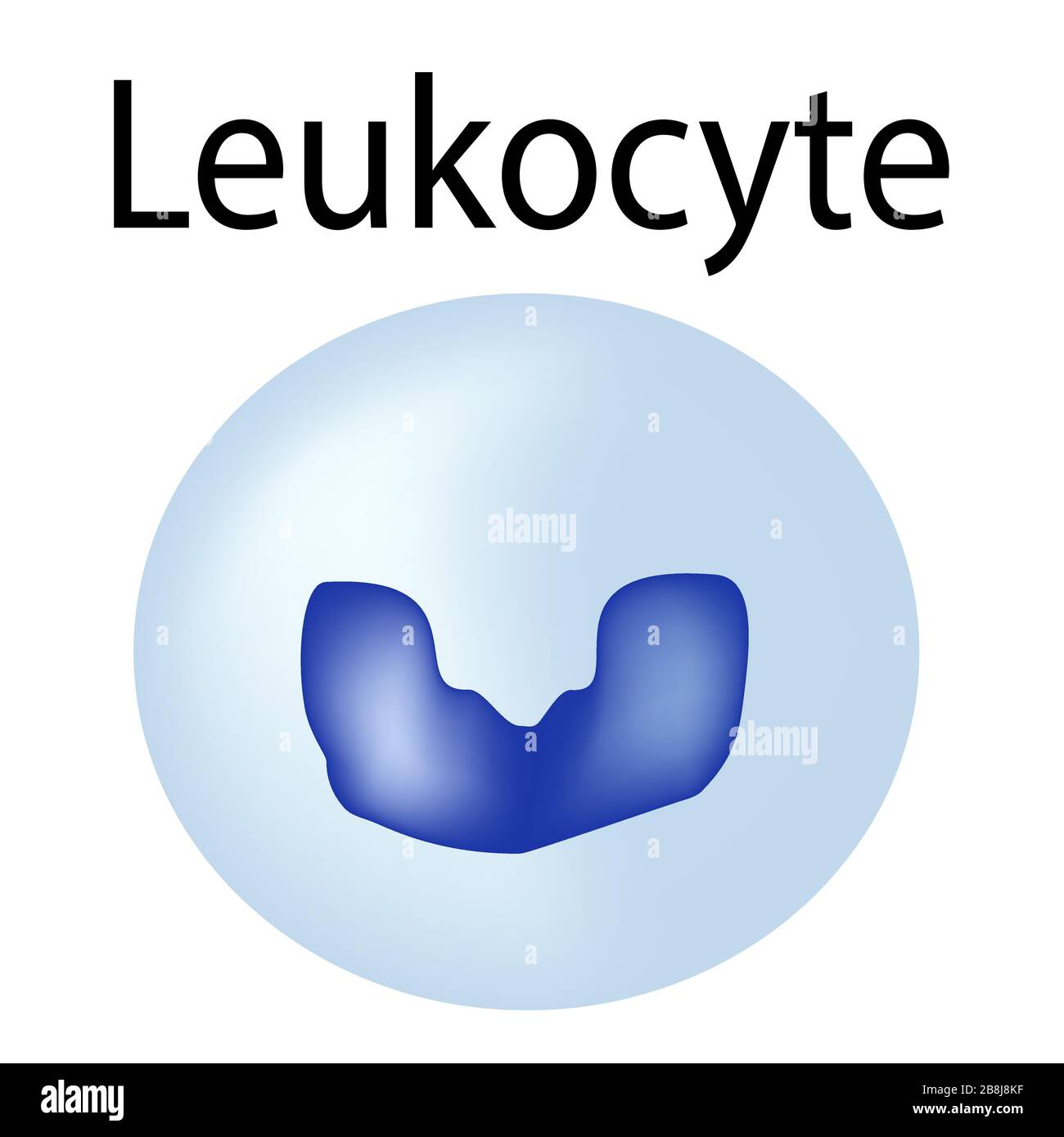 The structure of the leukocyte. Leukocyte. White blood cell immunity. Infographics. Vector