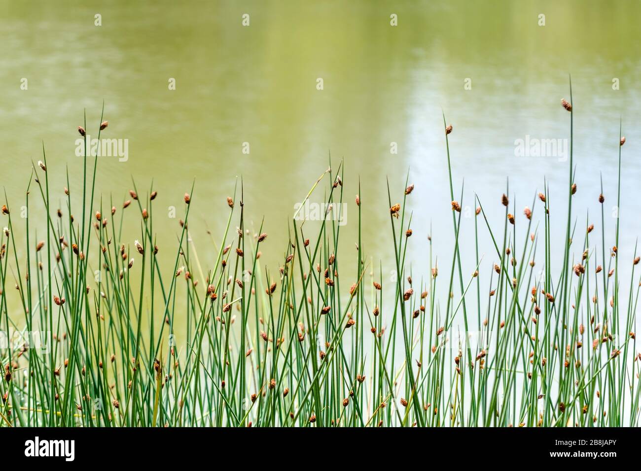 Closeup Schoenoplectus tabernaemontani commonly known as Scirpus ...