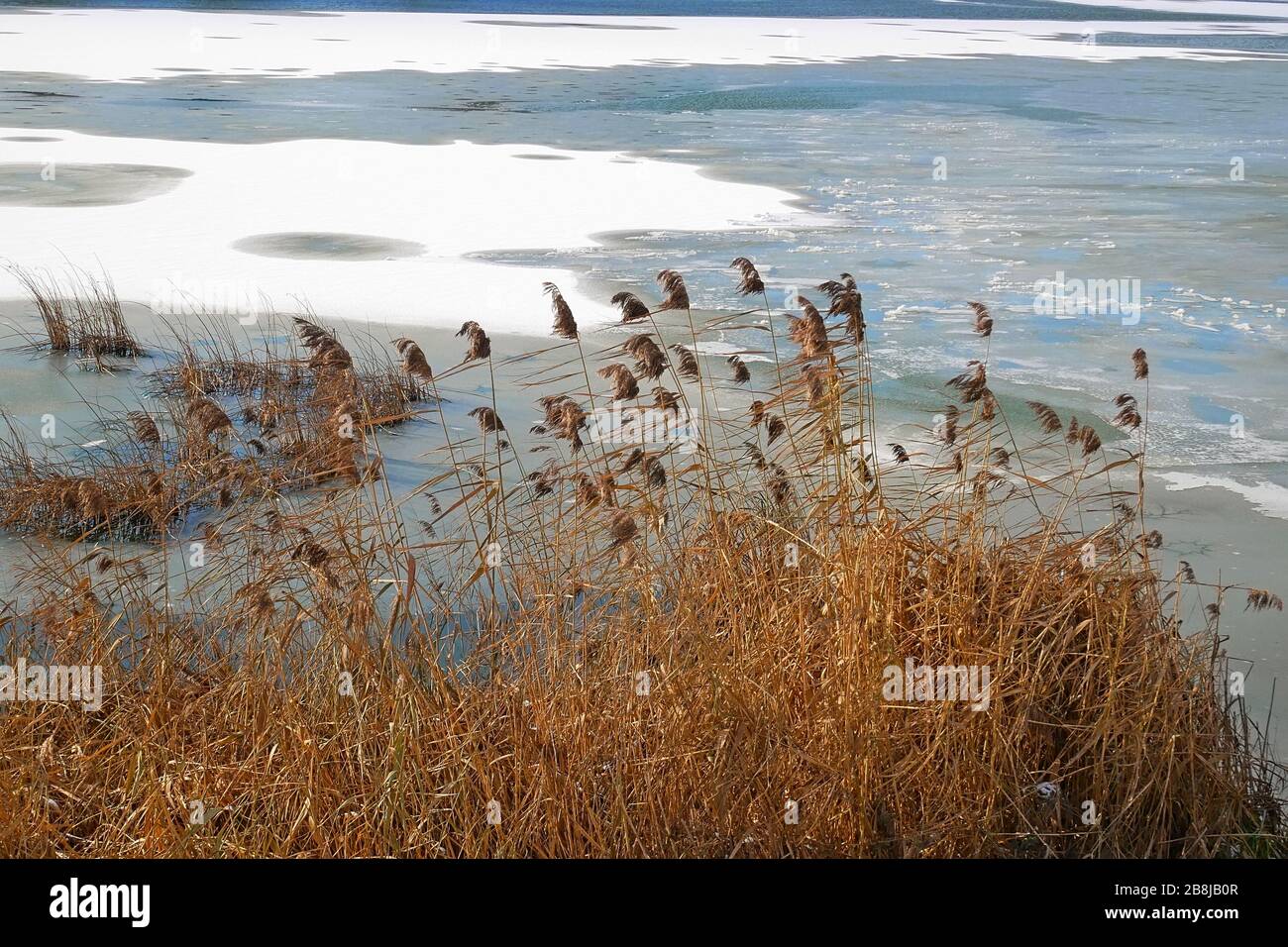 Dread reed plants on the frozen lake near the bank in early winter Stock Photo