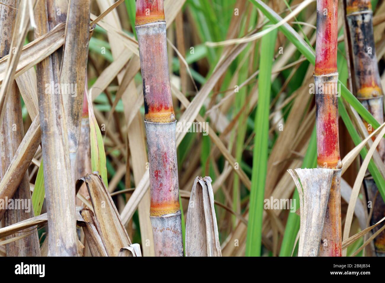 sugarcane fresh, plantation sugarcane, sugarcane farm, background sugar cane, sugarcane agriculture Stock Photo