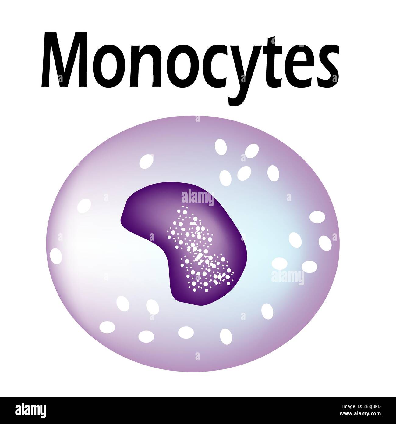 The structure of the monocyte. Monocytes blood cell. White blood cell  immunity. Leukocyte. Infographics. Vector illustration on isolated  background Stock Vector Image & Art - Alamy