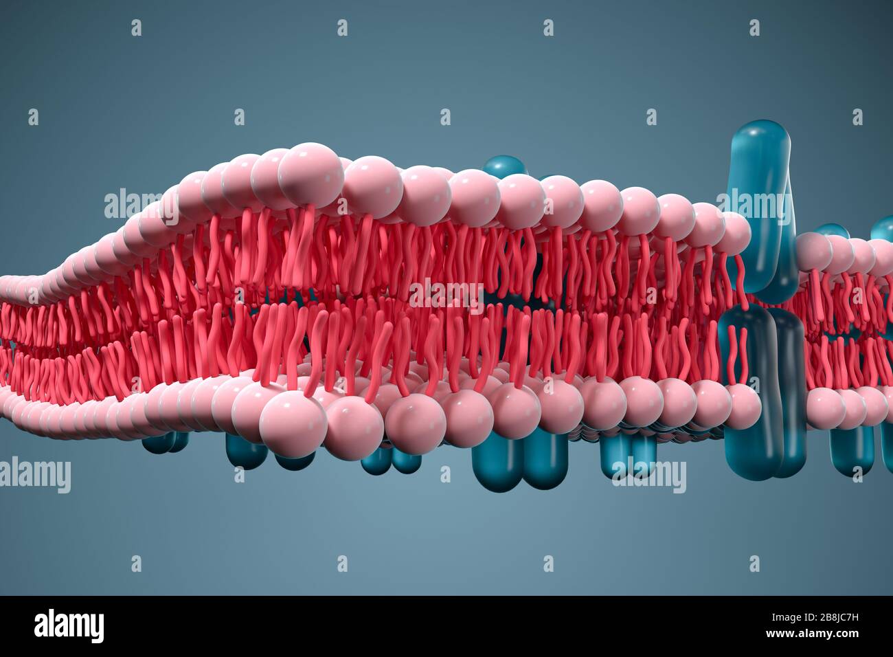 How To Draw Plasma membrane | Fluid Mosaic Model Of Plasma Membrane | By  Chetan Pachauri - YouTube