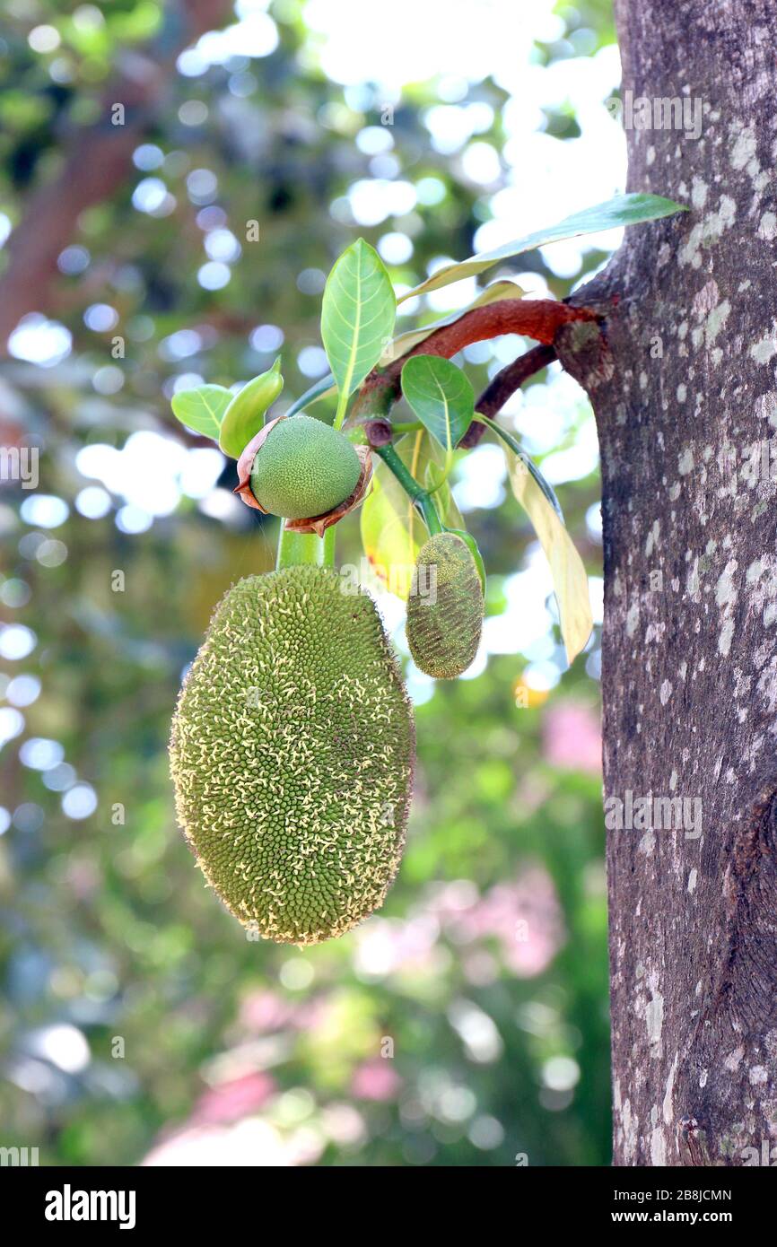 jackfruit, small jackfruit on jackfruit tree Stock Photo Alamy