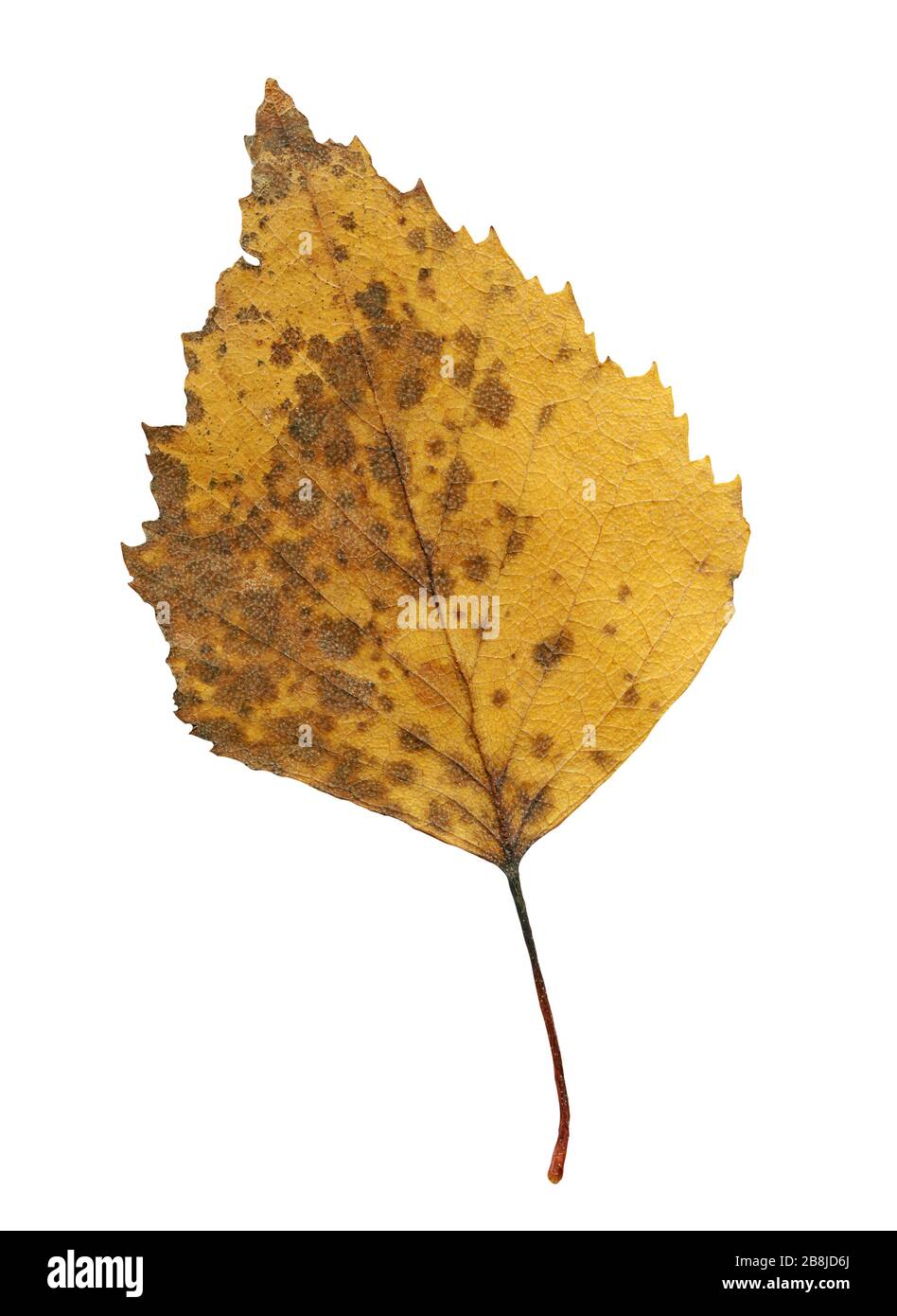 Yellow fallen pressed leaf of birch tree isolated. Autumn leaves of