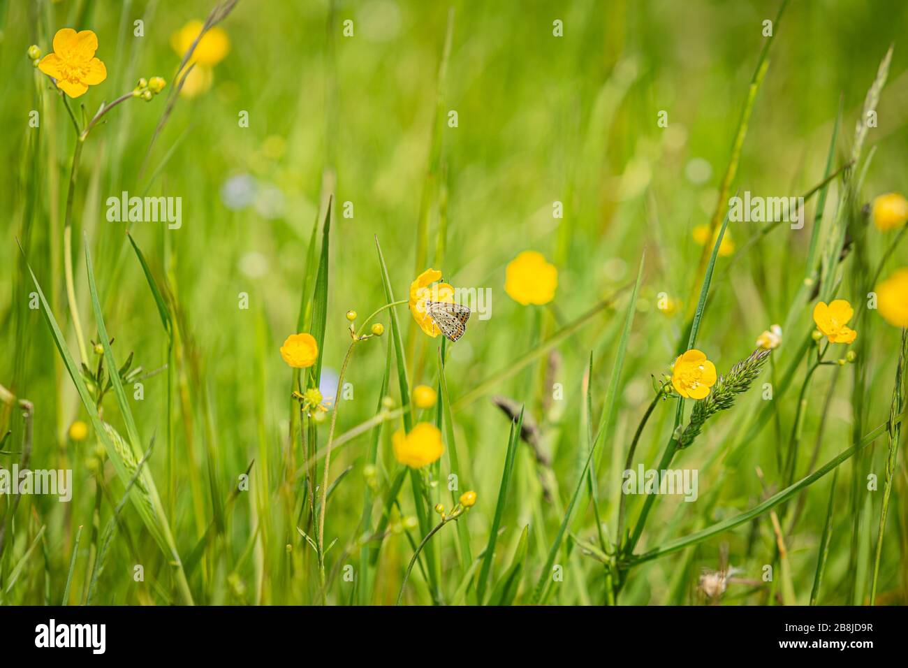 Fresh green grass with yellow flowers growing in a meadow. A tiny butterfly, sooty copper, sitting on buttercup flower. Sunny summer day in nature. Stock Photo