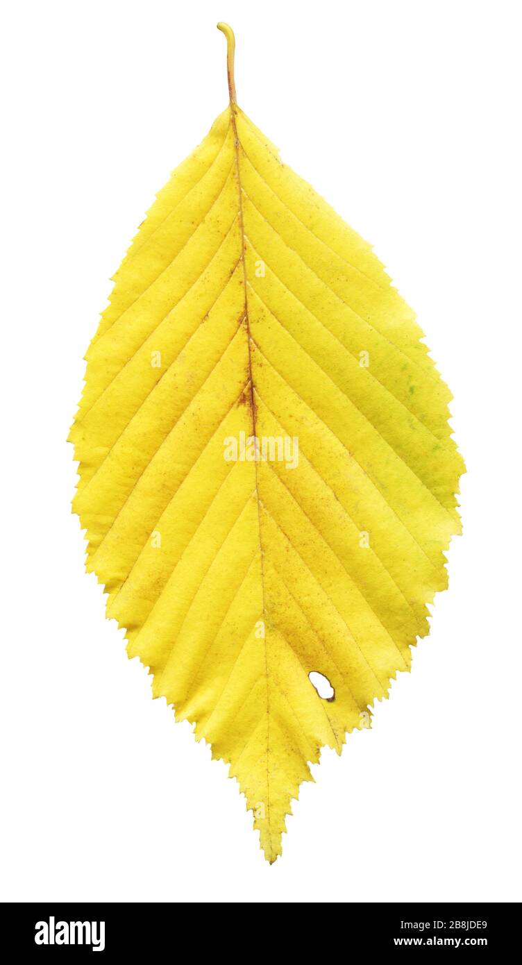 Autumn yellow leaf elm isolated on white background Stock Photo - Alamy