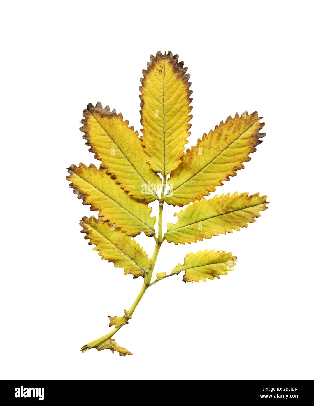 Sanguisorba obtusa leaf isolated on white background Stock Photo - Alamy