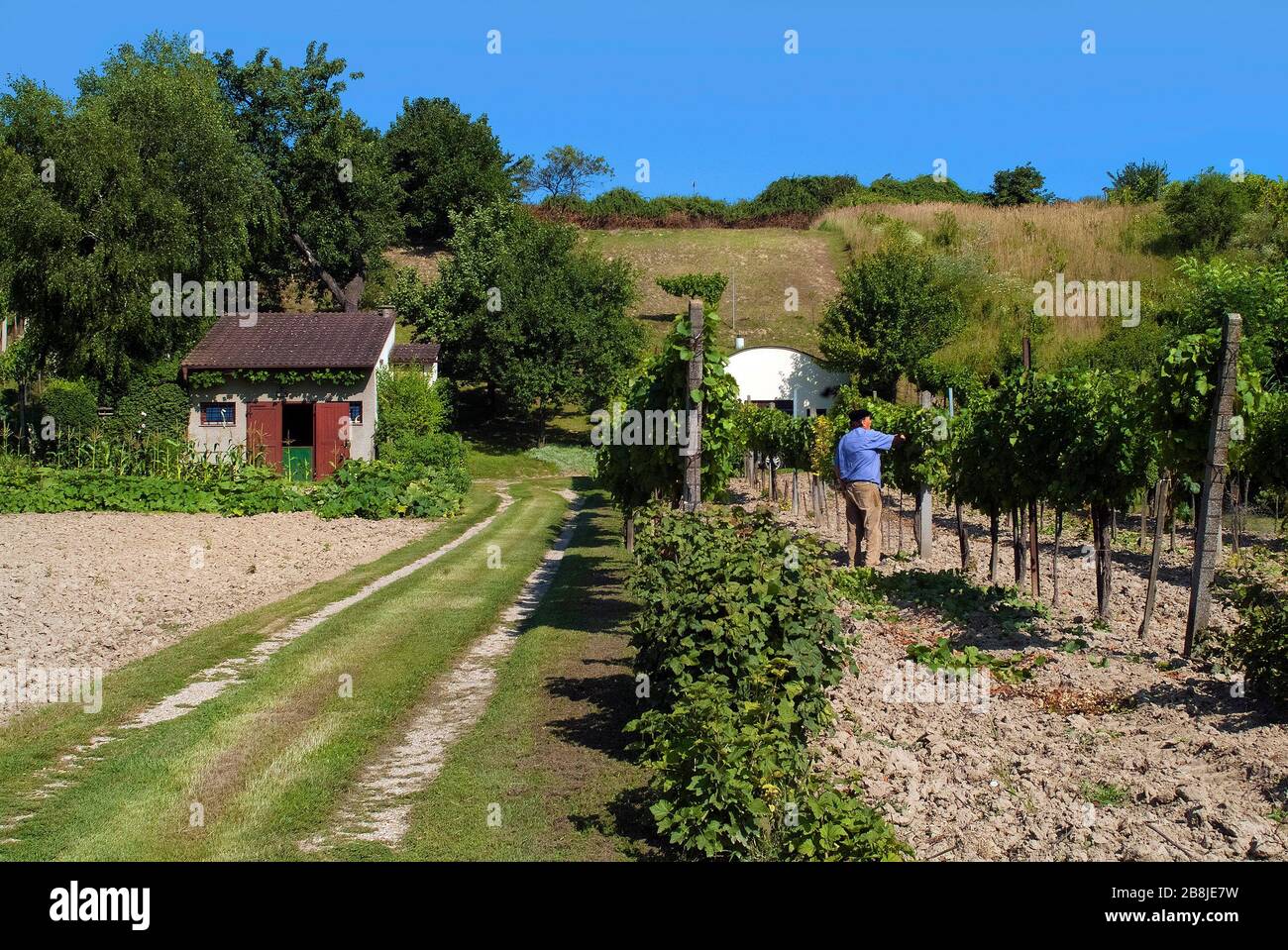 Austria, vintner working in his vineyard Stock Photo