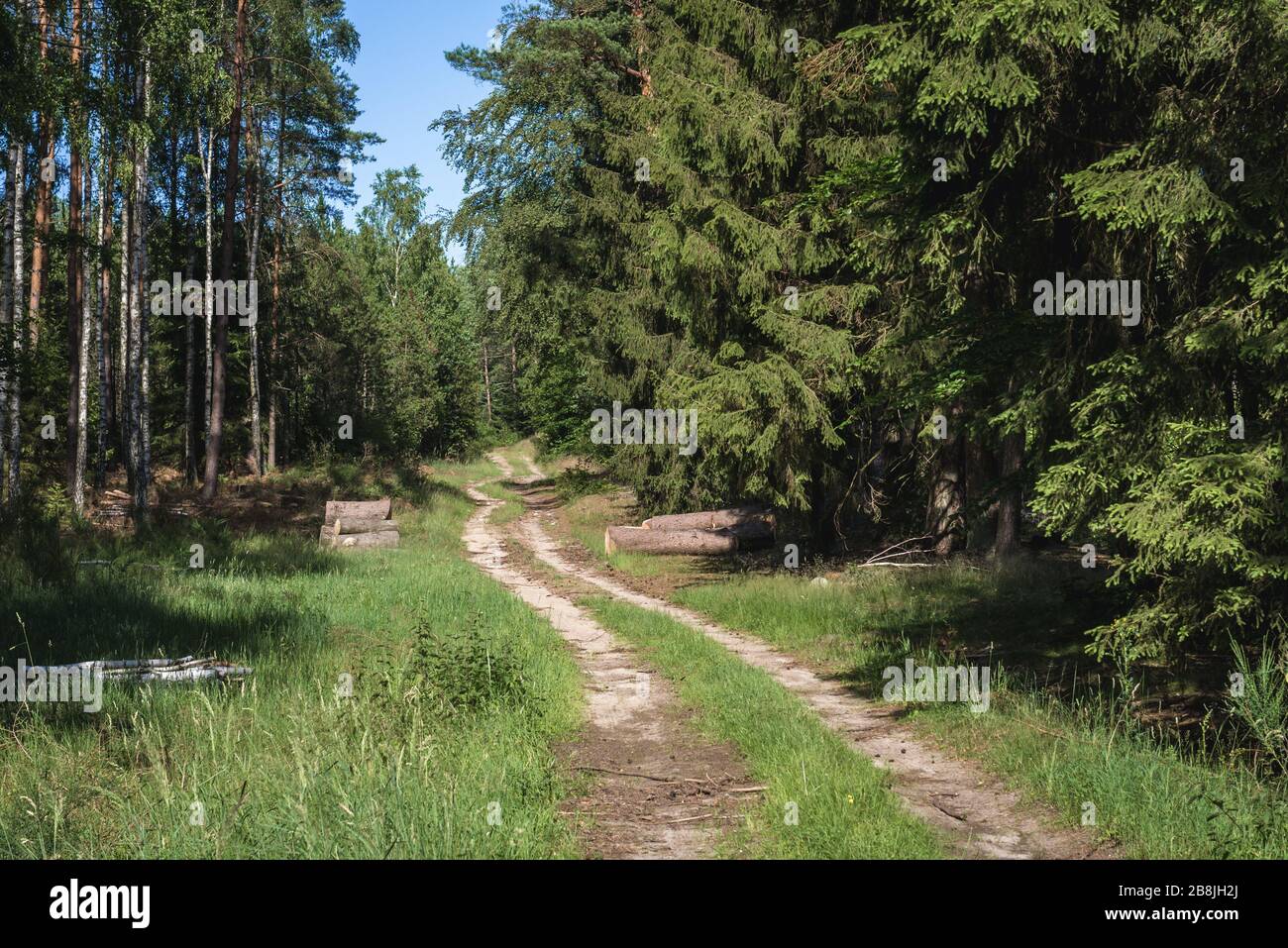 Forest road near Berkanowo village within Swidwin County, West Pomeranian Voivodeship of Poland Stock Photo