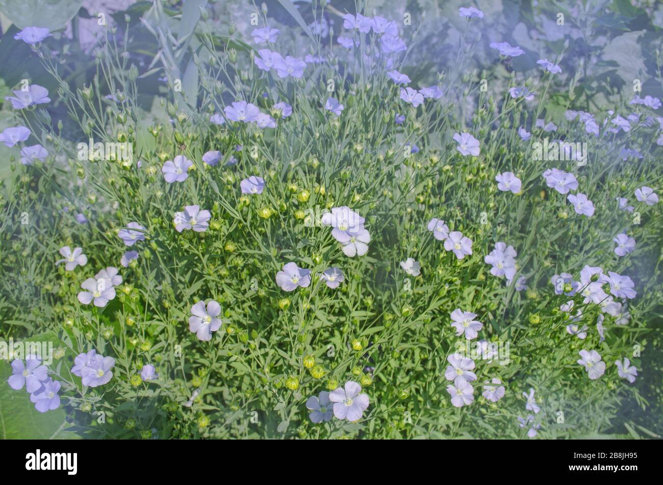 Blooming blue flax in a farm field. Linum perenne  or  perennial flax Stock Photo